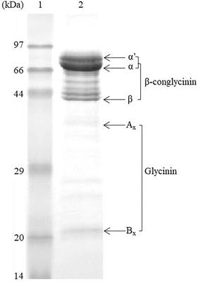 Dynamics of Intestinal Inflammatory Cytokines and Tight Junction Proteins of Turbot (Scophthalmus maximus L.) During the Development and Recovery of Enteritis Induced by Dietary β-Conglycinin